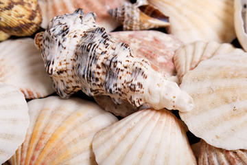 seashells