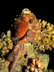 Obraz premium Octopus