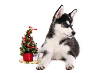 Siberian Husky Welpe mit Weihnachtsbaum
