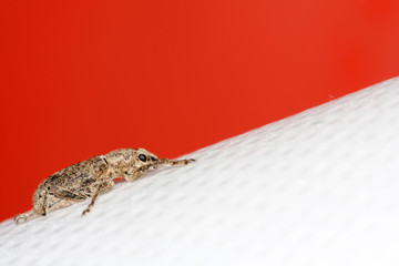 weevil