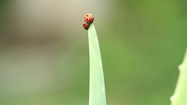 Couple de coccinelles