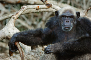Portrait of a chimpanzee in branches mangrove thickets.