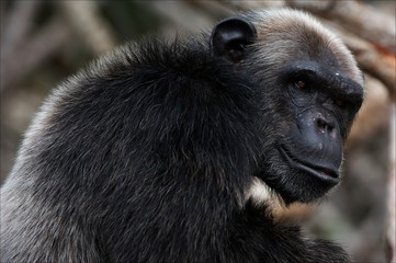 Portrait cimpanzee. 5