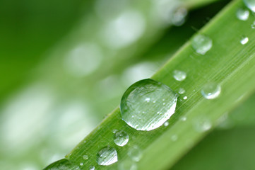 葉に付いた雨粒