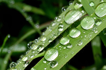 葉に付いた雨粒