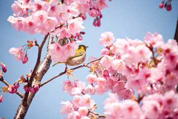 メジロと川津桜