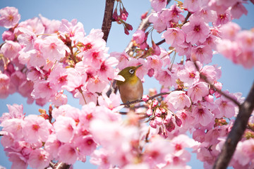 メジロと川津桜