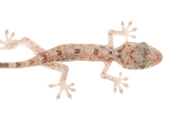 Naklejka premium animal chinese gecko