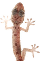animal chinese gecko