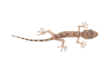 Naklejka premium animal chinese gecko