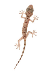 Naklejka premium animal chinese gecko