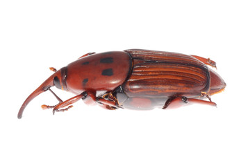 weevil snout beetle