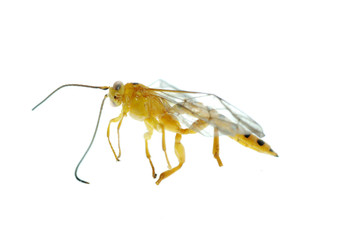 yellow wasp