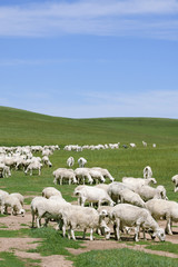 herds of sheep