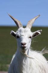 goat closeup