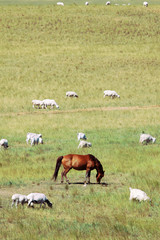 horse and sheep