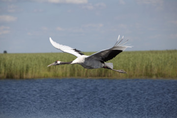 Red-crowned crane flying