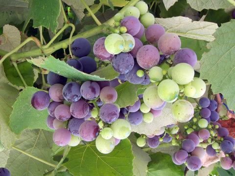 Uvas