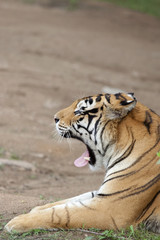 Siberian tiger is yawning