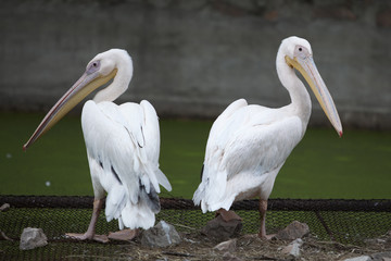 pelicans standing back to back