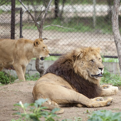 Obraz na płótnie Canvas lion and a lioness