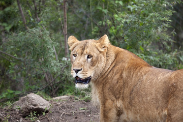 Fototapeta na wymiar lioness looking back