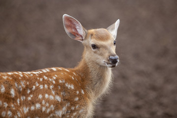 spotted deer