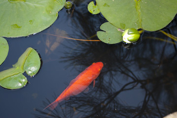 Lily and japan fish