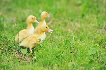 three fluffy chicks