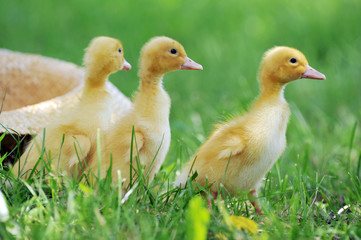 three fluffy chicks
