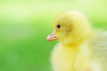 Cute fluffy  chick