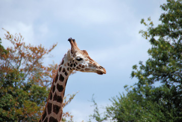 portrait de giraffe