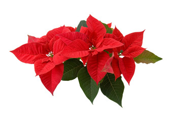 Red poinsettia