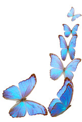 Obraz na płótnie Canvas Błękitny motyl