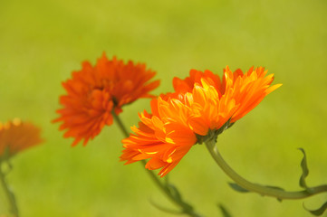 Orange gerbera