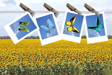Fototapete bei efototapeten.de bestellen   