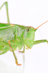 Grasshopper on the white
