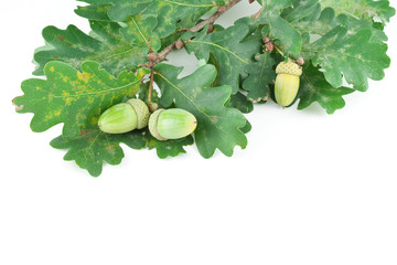Sprig of oak acorns isolated on a white background