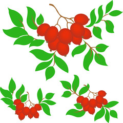 Obraz premium set of three bunches of rowan