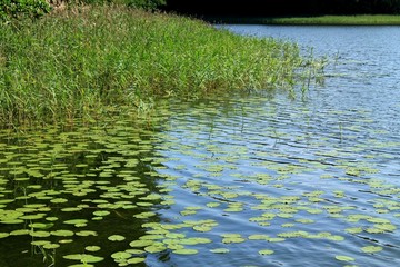 Nature Summer Lake