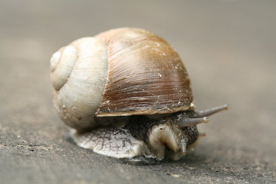 Shy snail