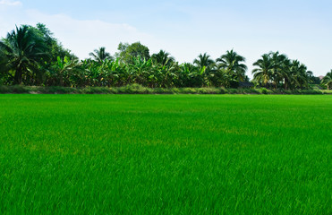 Rice field