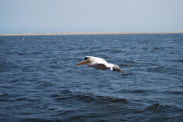 Fototapeta na wymiar Pelican in Flight over the ocean
