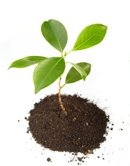 Young green plant on a white background