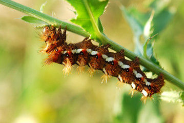 caterpillar
