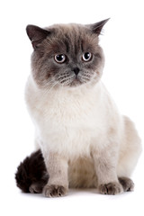 British cat