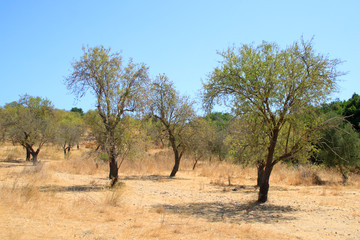 Fototapeta premium Alberi di mandorle nella campagna siciliana