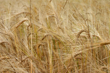 wheat