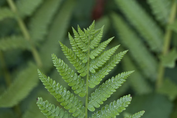 pteridophyte fern in close up in Shakespear's garden