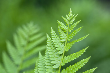 Fototapeta na wymiar pteridophyte fern in close up in Shakespear's garden